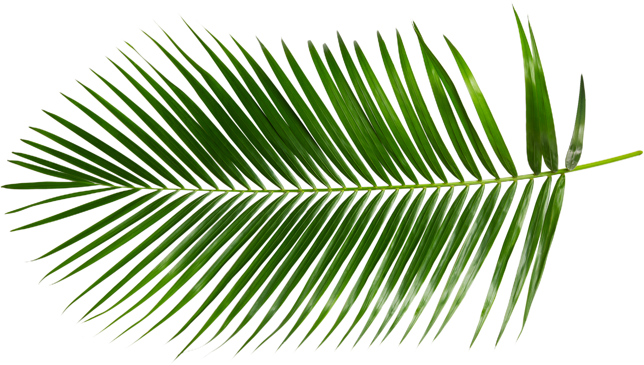 Tropical Palm Leaves Cutout