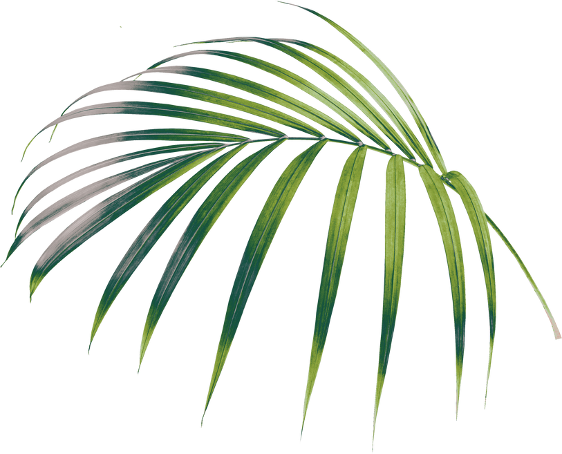 Palm Leaf Cutout 